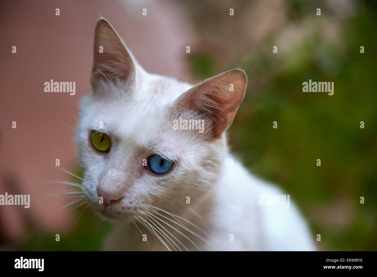 White cat with blue and green eyes close-up Stock Photo