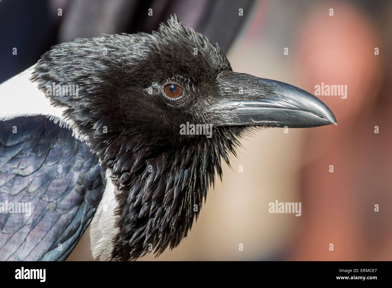 White raven hi-res stock photography and images - Alamy