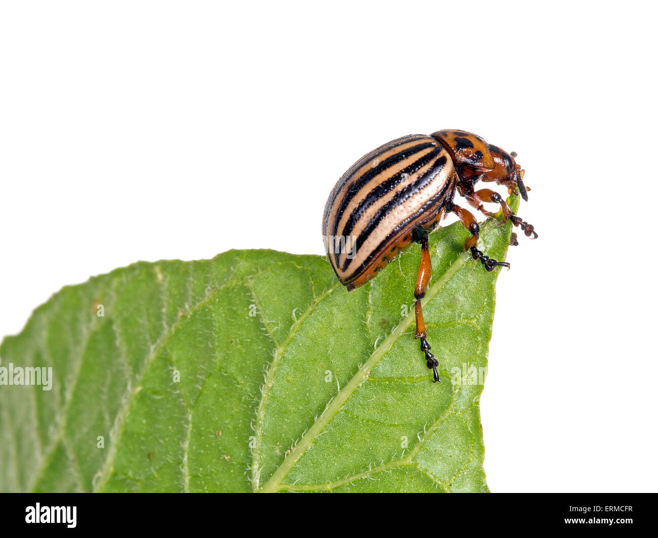 Leptinotarsa decemlineata, Colorado potato beetle on potato leaf. Studio isolated on white. Stock Photo