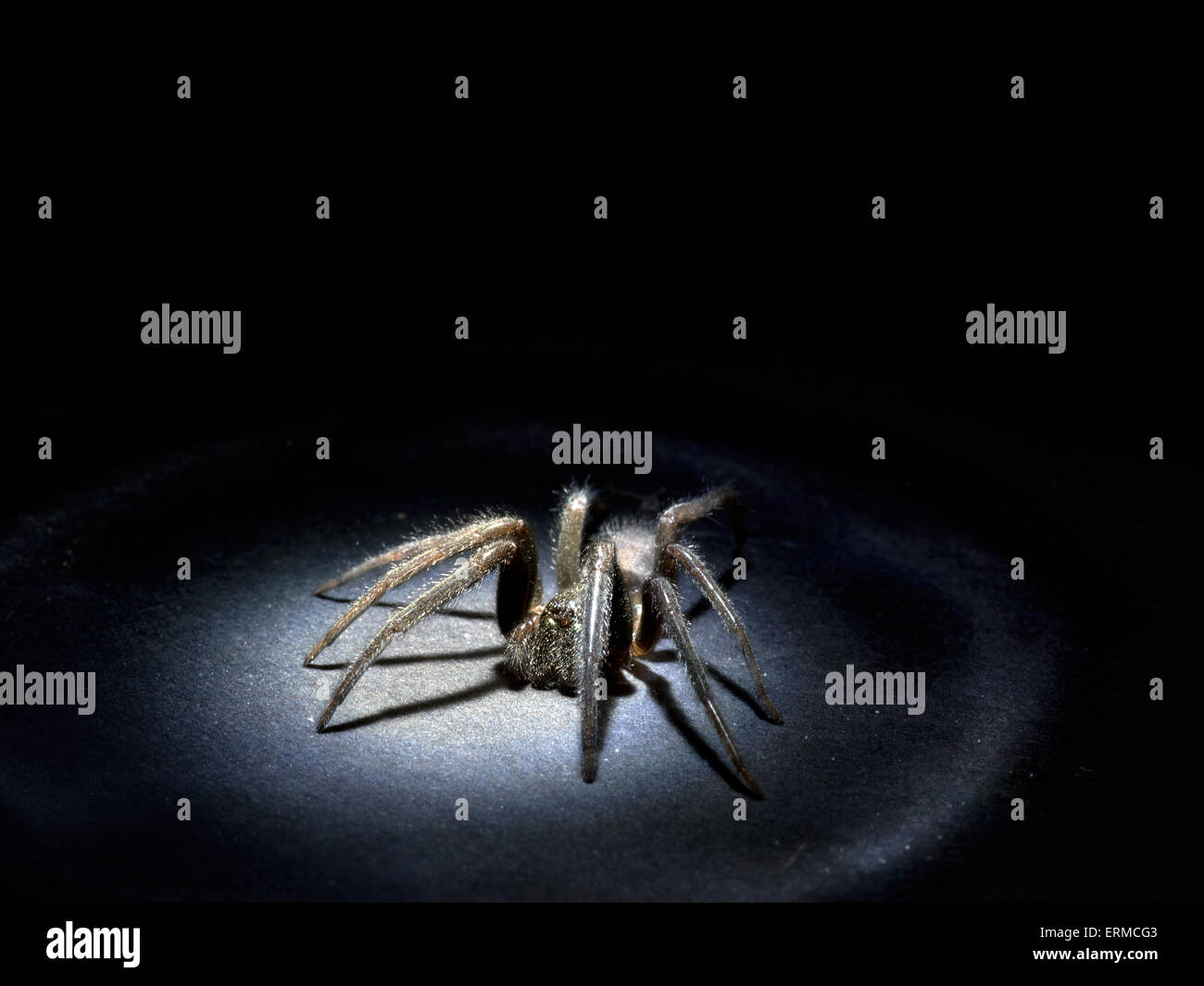 Arachnophobia concept. Real spider caught in real torchlight. Large and hairy. Stock Photo