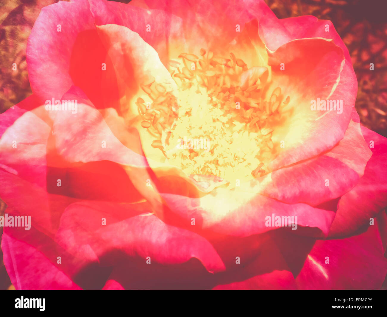 multiple exposure plants and flowers composition roses collage backdrop Stock Photo Alamy