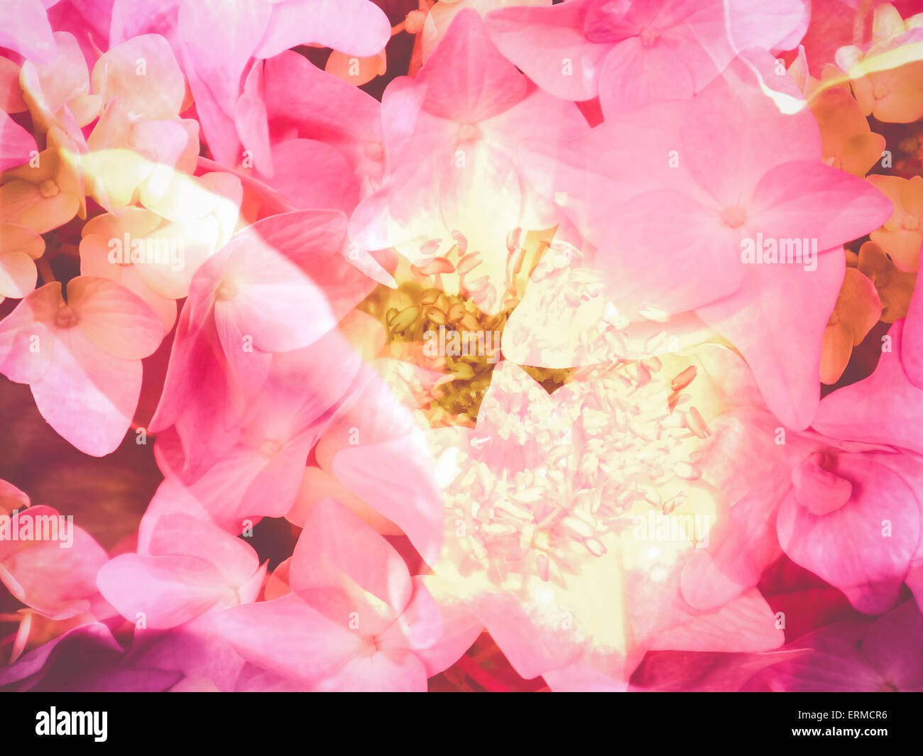multiple exposure plants and flowers composition collage backgrounds Stock Photo Alamy
