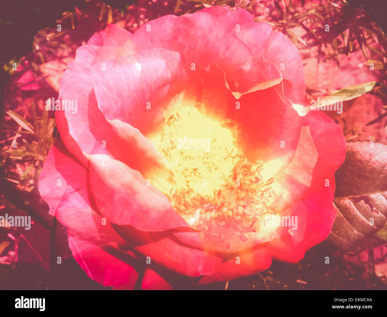 multiple exposure plants and flowers composition collage backgrounds