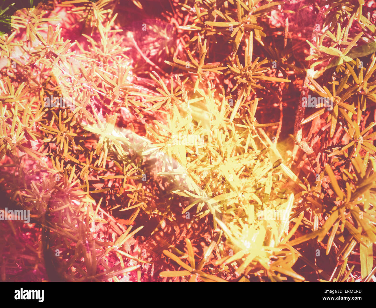 multiple exposure plants and flowers composition collage backgrounds