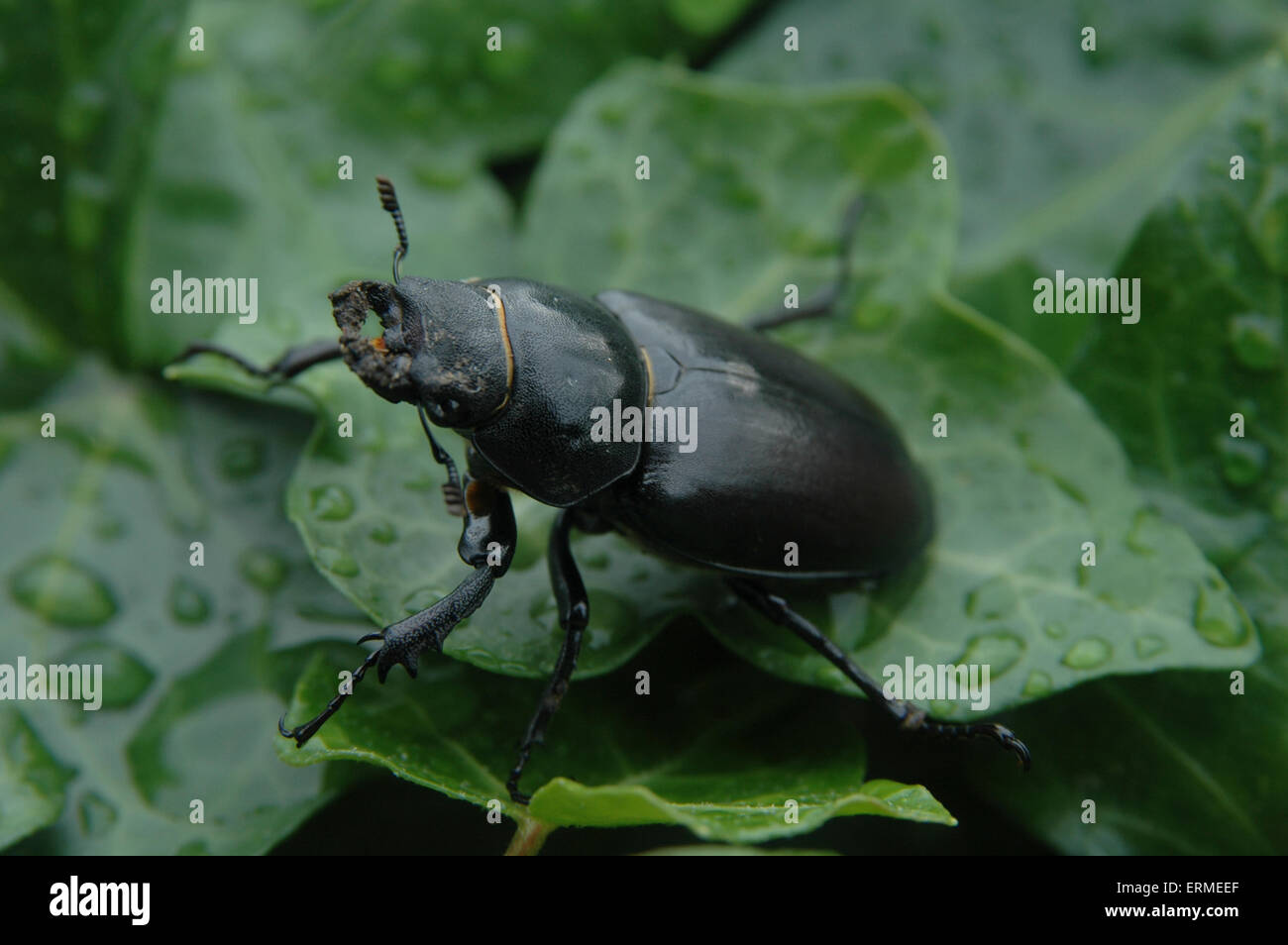 Black water beetle hires stock photography and images Alamy