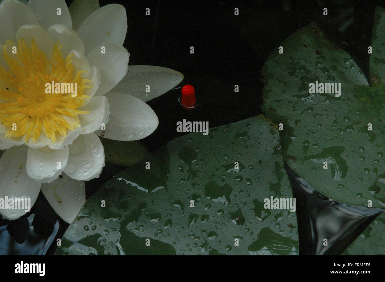 A Fishing Float Tucked Into The Margins Of A Lily Pad In A Lake In England Stock Photo Alamy