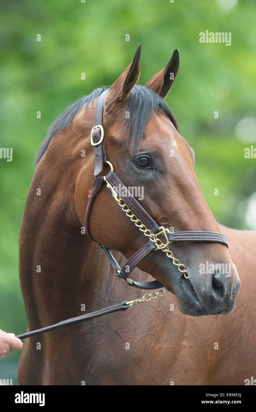 Elmont, New York, USA. 4th June, 2015. 2015 Belmont Stakes contender ...