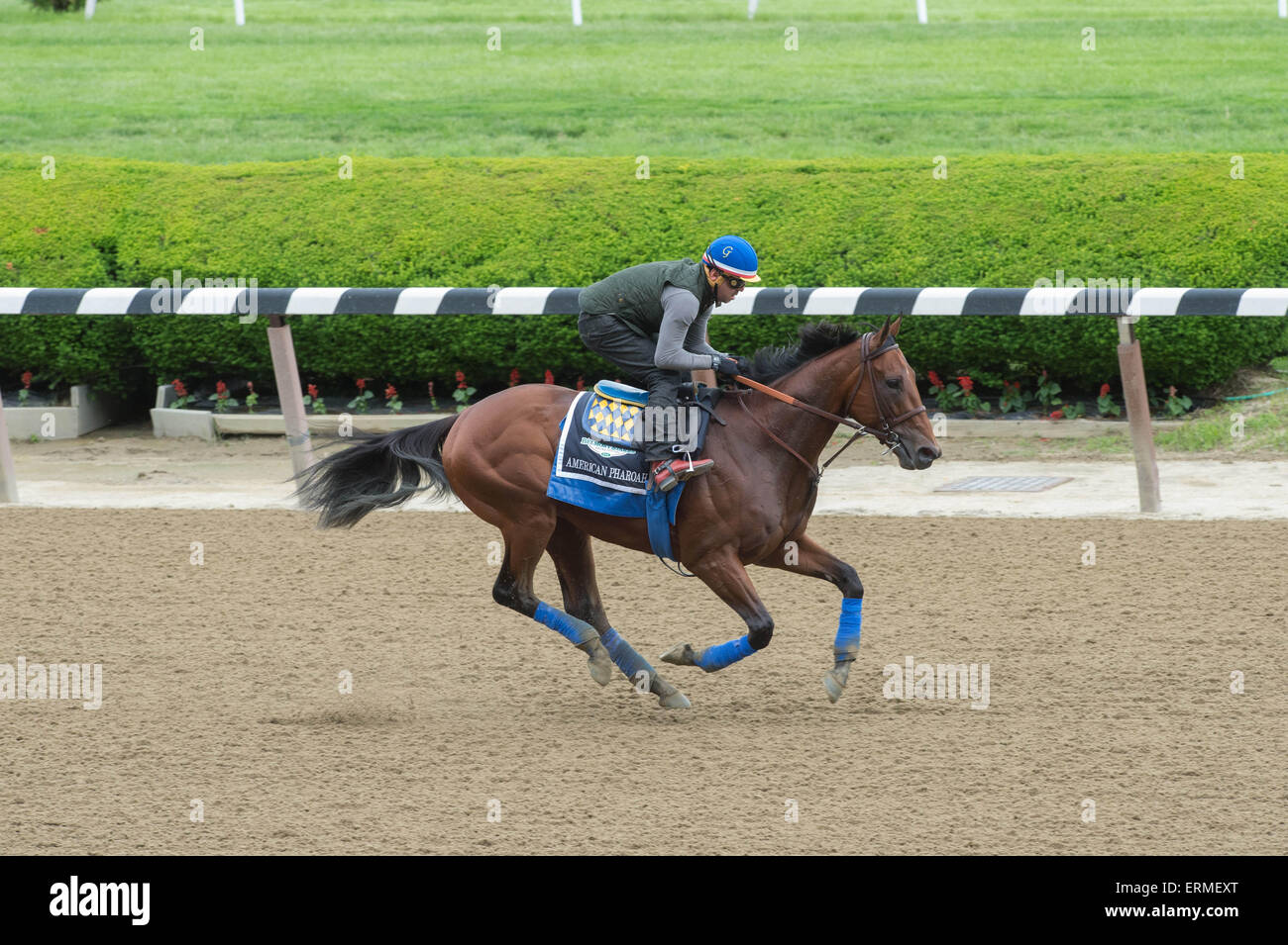 Framed 8x10 Photo: American Pharoah & Victor Espinoza – 2015 Belmont Stakes Triple Crown Victory