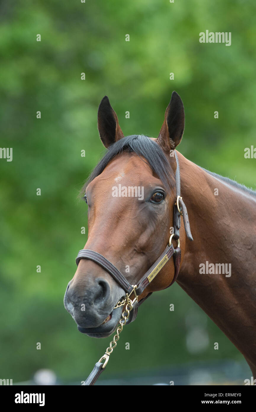 Elmont, New York, USA. 4th June, 2015. 2015 Belmont Stakes contender AMERICAN PHAROAH, trained