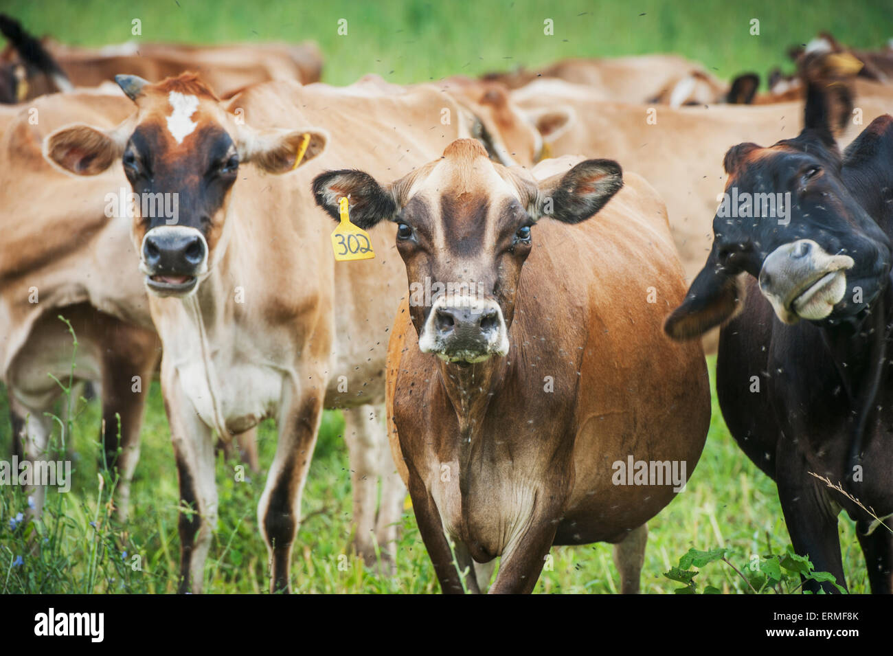 Dairy cows with flies buzzing around their heads; Long Green, Maryland