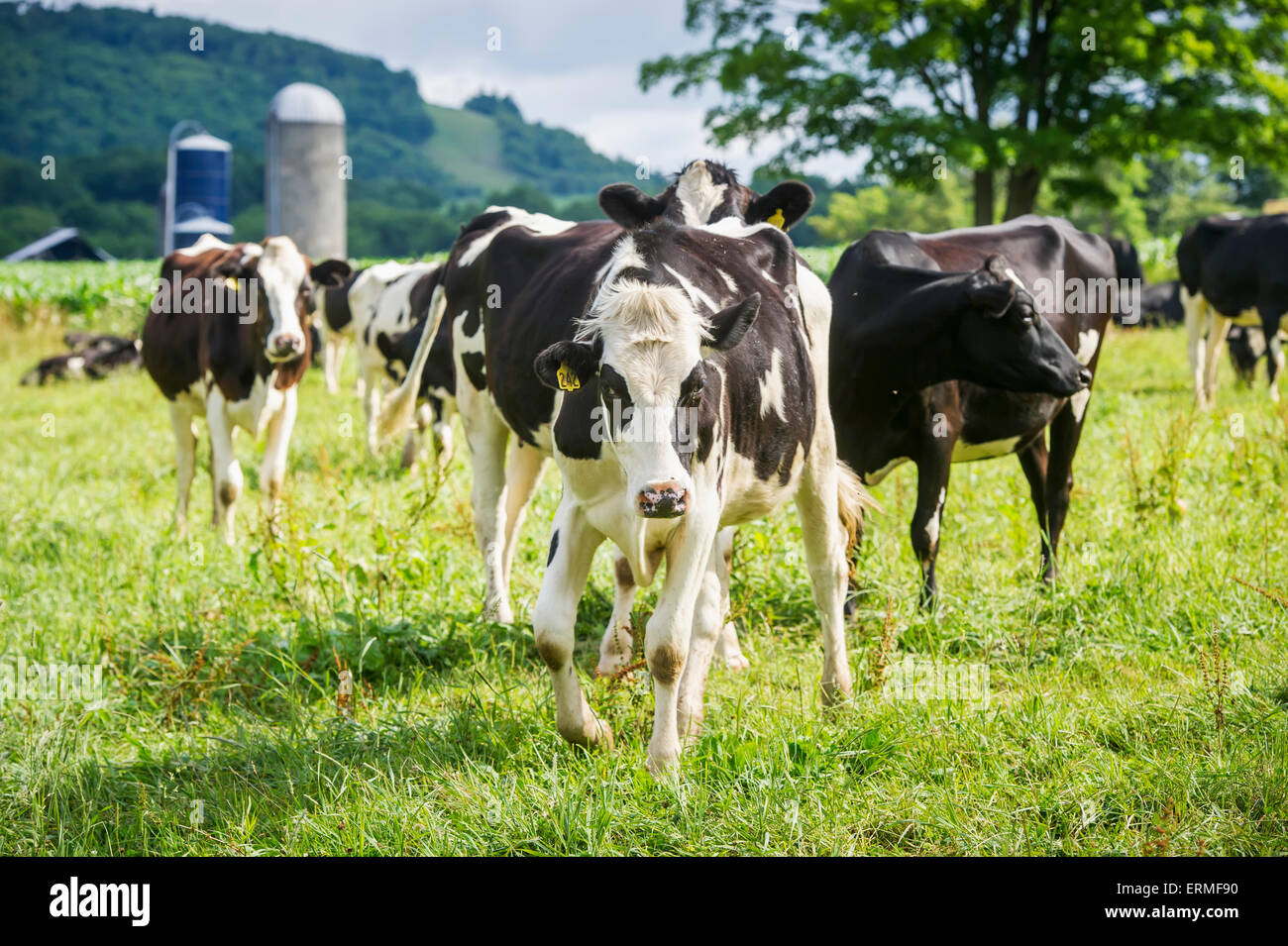 Dairy cows in Garrett County; Maryland, United States of America Stock