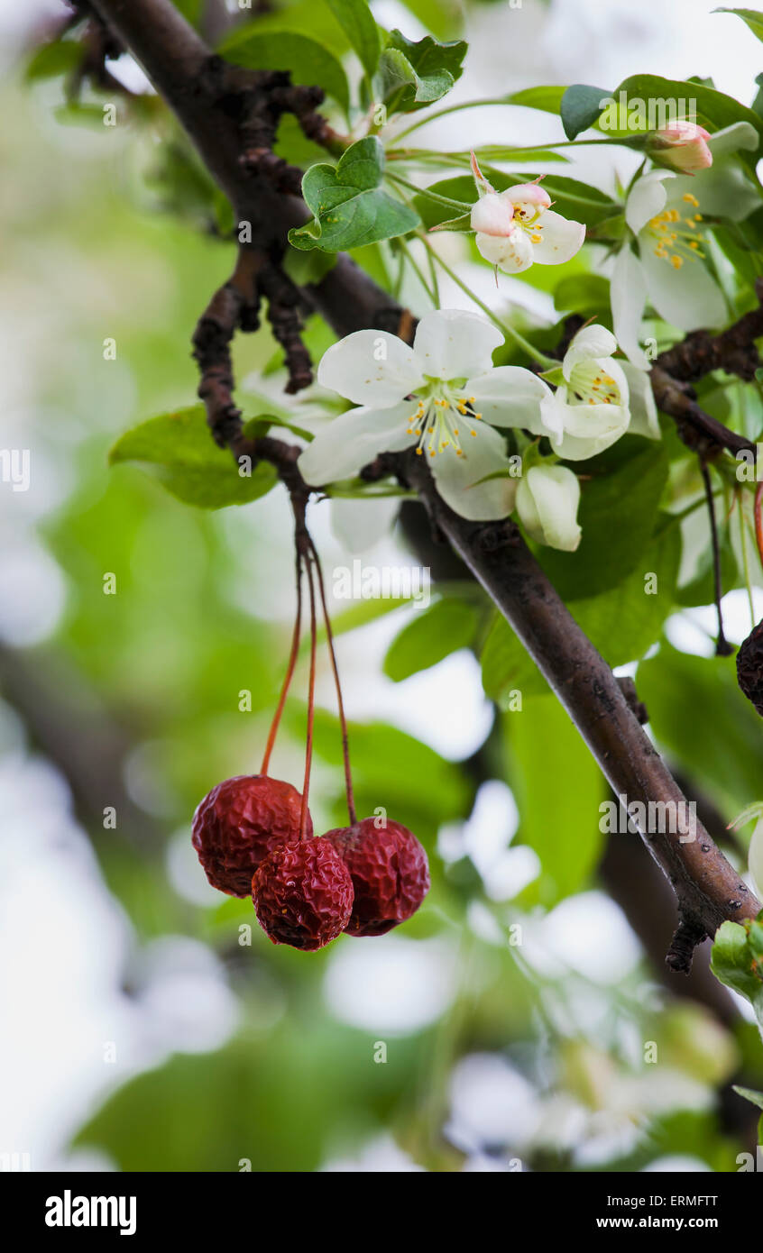 View of crab apple tree fruit, Monteregie region; Quebec, Canada Stock Photo