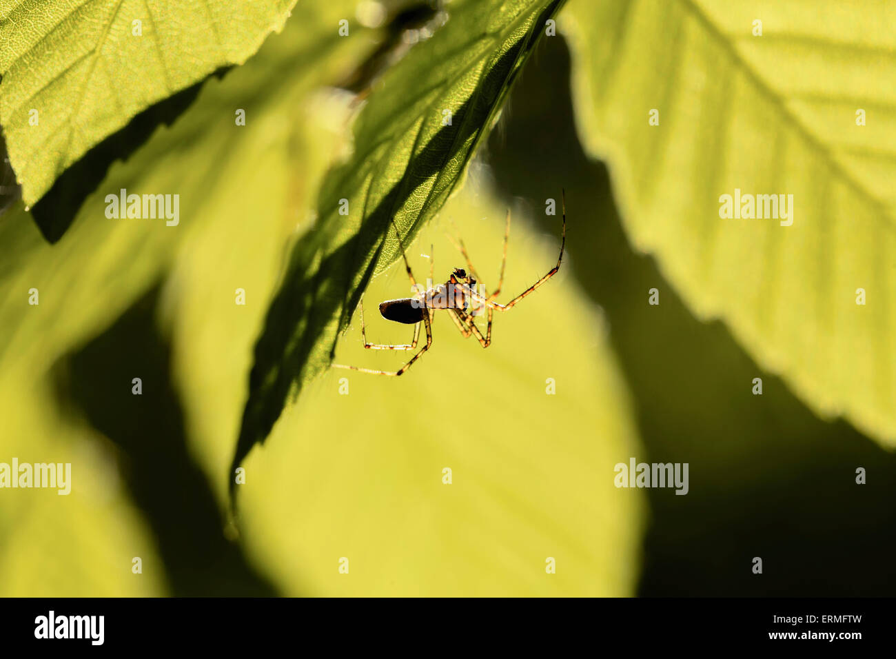 Spider, Mont Saint-Bruno National Park, Monteregie region; Quebec, Canada Stock Photo