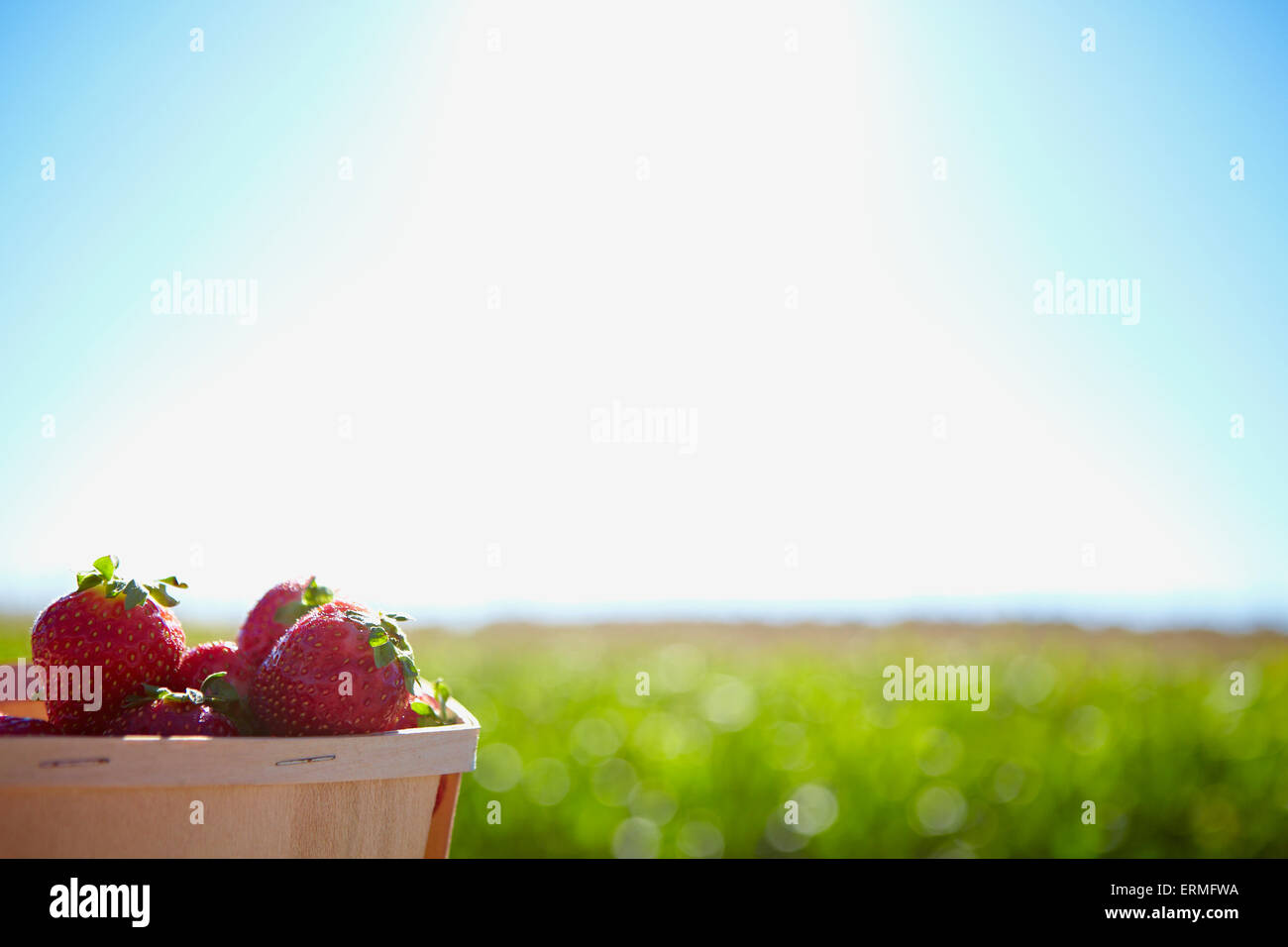 A basket full of strawberries with farmland in the background; Quebec ...