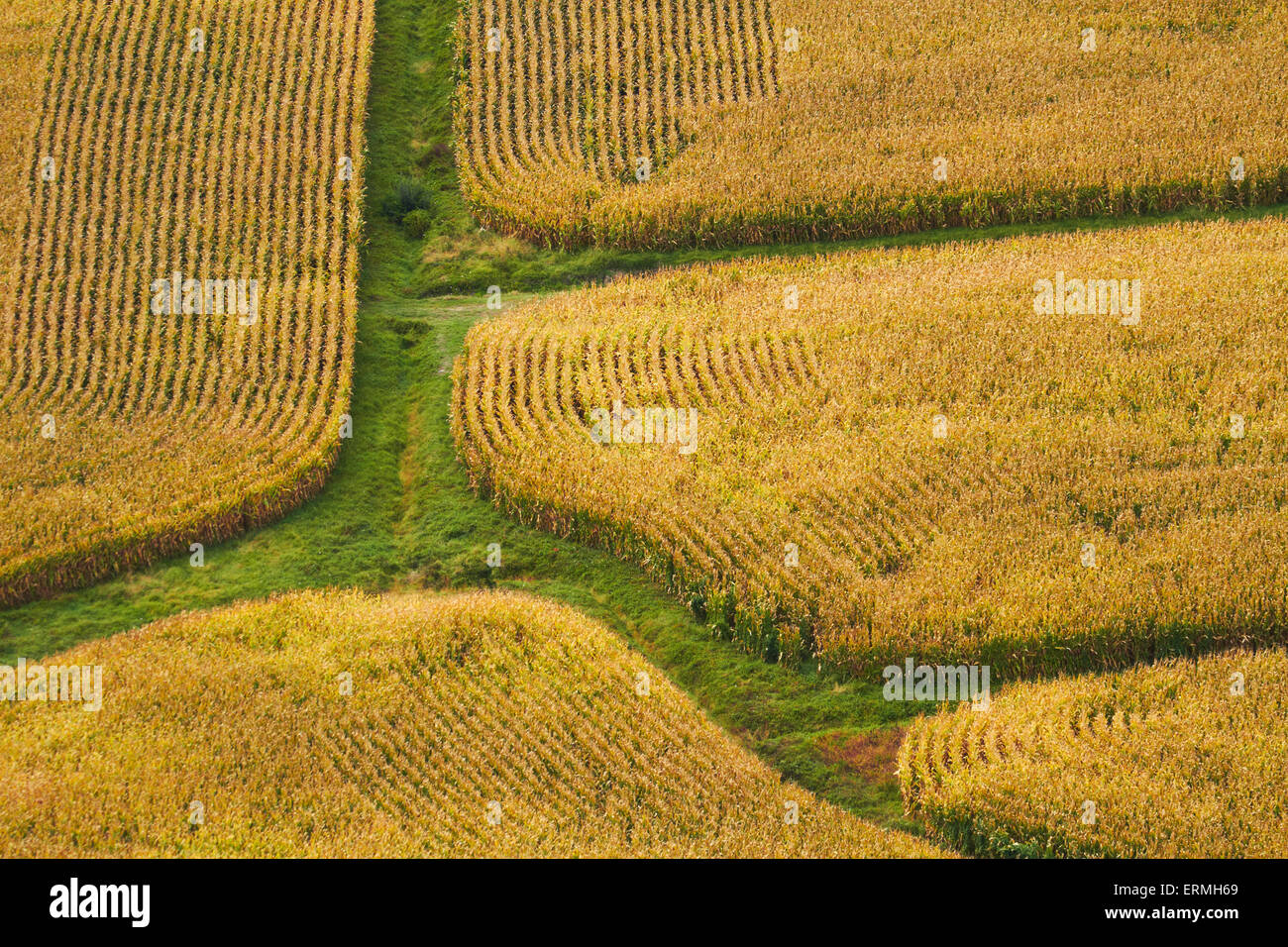 Farm crops, Rukuhia, near Hamilton, Waikato, North Island, New Zealand - aerial Stock Photo