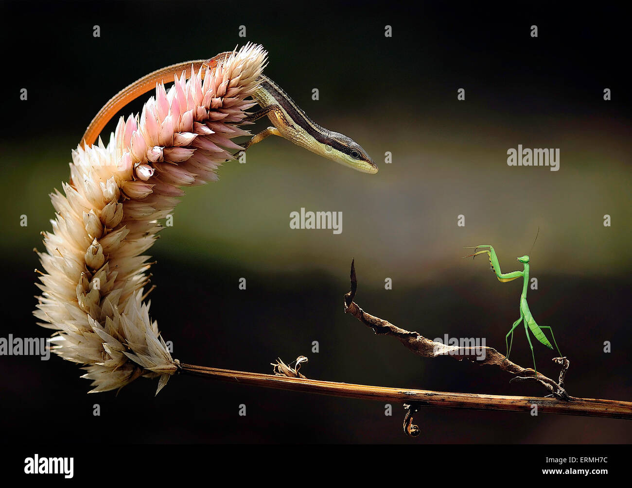 Lizard versus Praying mantis Stock Photo