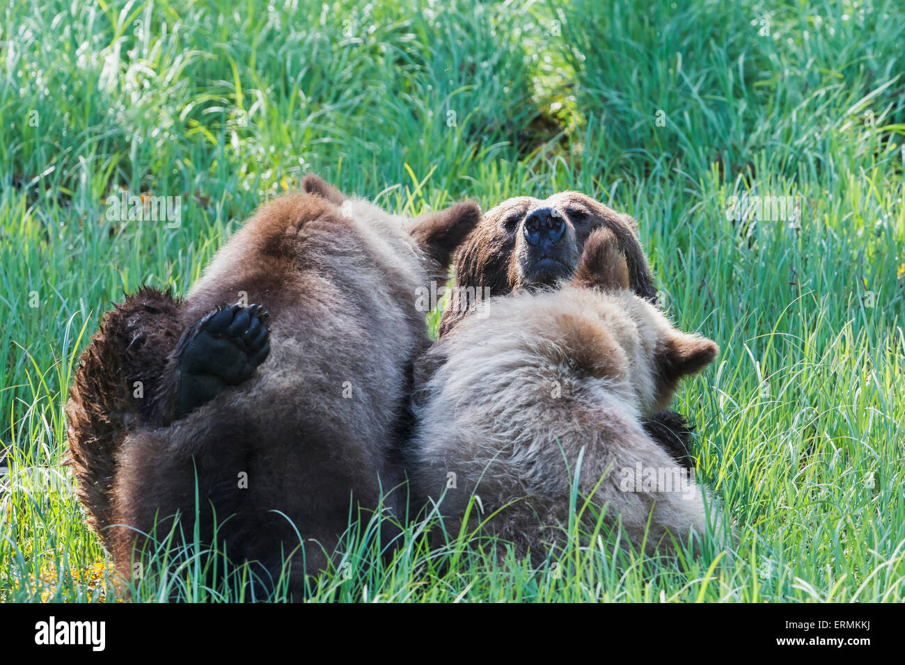 Grizzly bear (Ursus horribilus) feeding her cubs in the sedge grass, Khutzymateen Bear Sanctuary; British Columbia, Canada Stock Photo