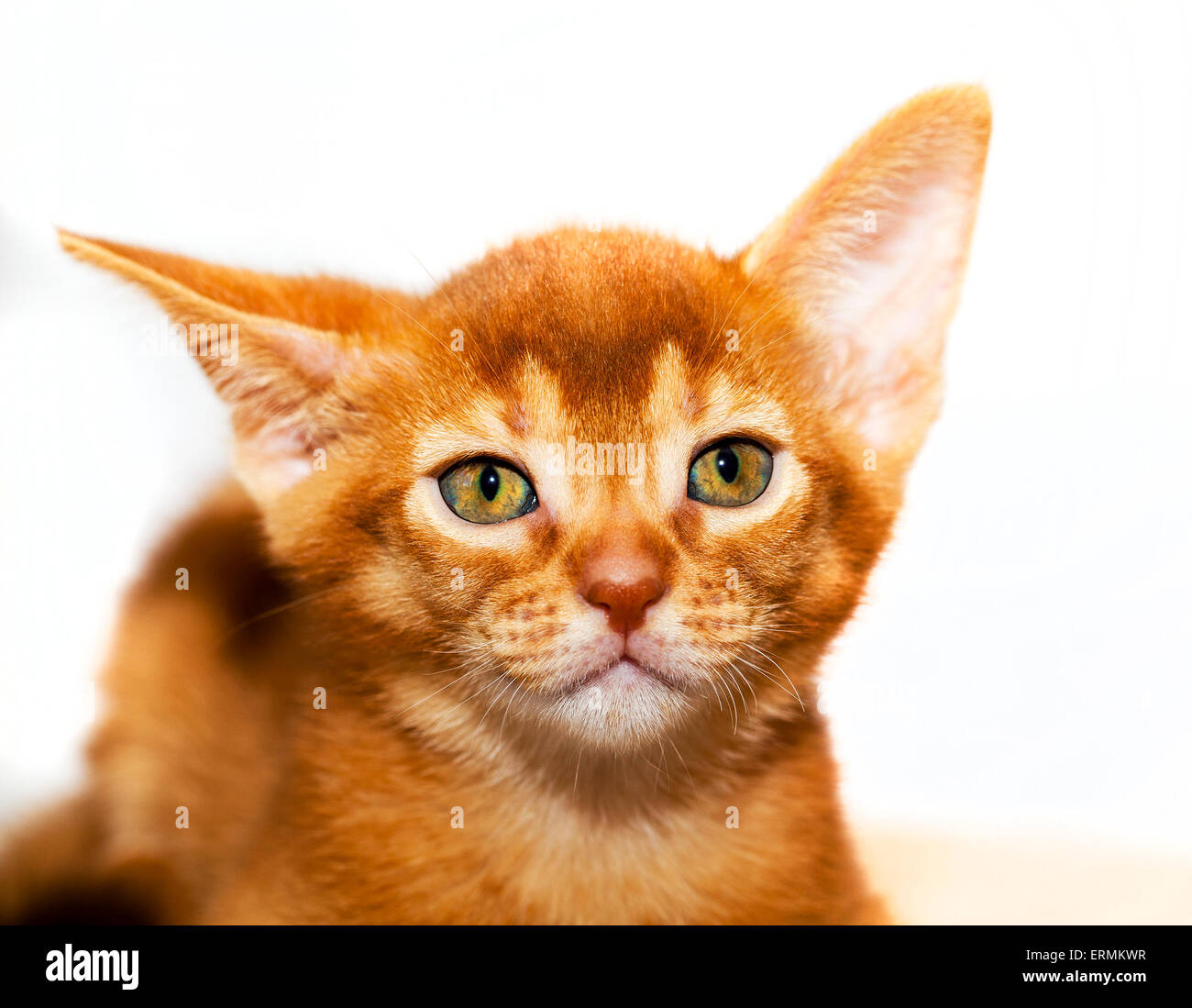 Fawn abyssinian cat hires stock photography and images Alamy