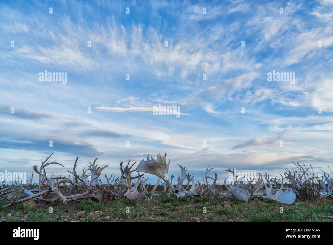 Large porcupine hi-res stock photography and images - Page 6 - Alamy