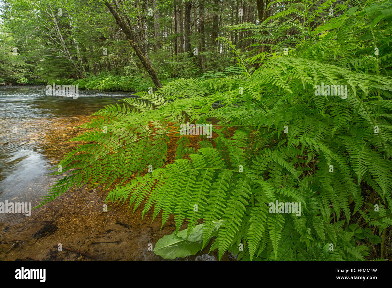 Ferns along a river outside of Prince Rupert; British Columbia, Canada Stock Photo