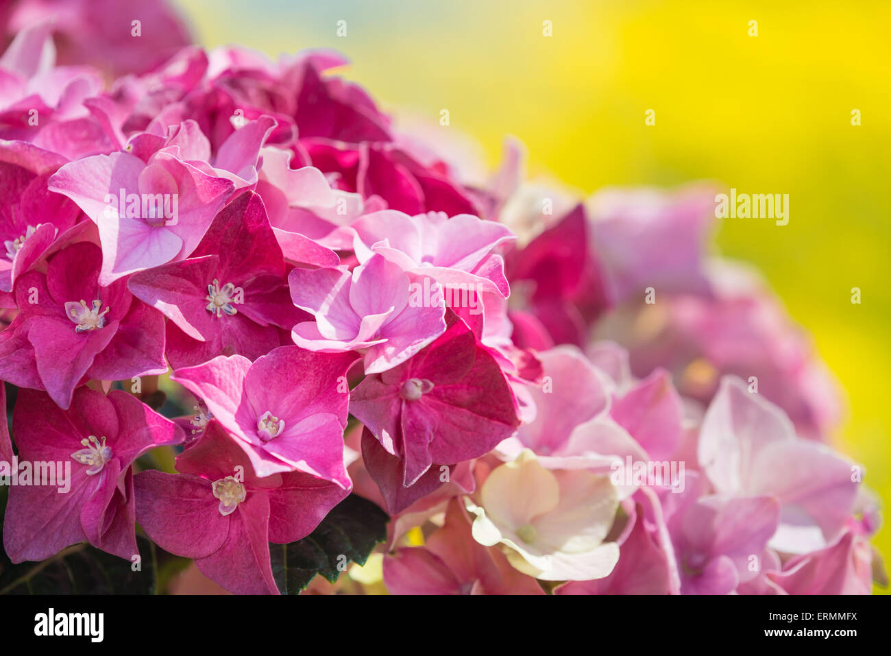 Pink hydrangea flower closeup Stock Photo - Alamy