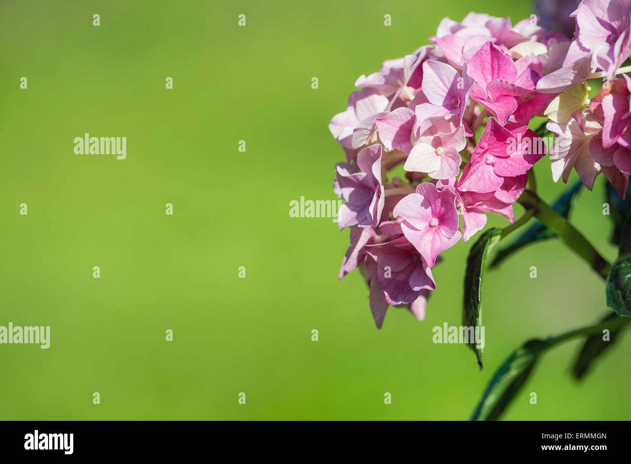 Pink hydrangea flower closeup Stock Photo - Alamy