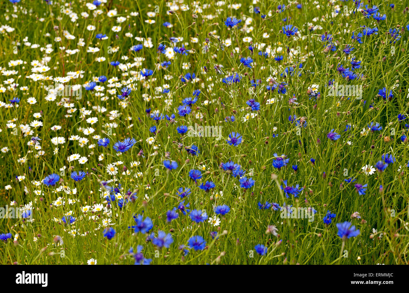 Multi colored chamomile hi-res stock photography and images - Alamy