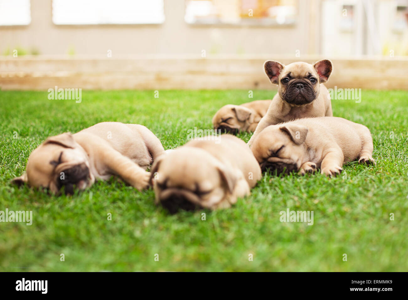 little bulldog puppies