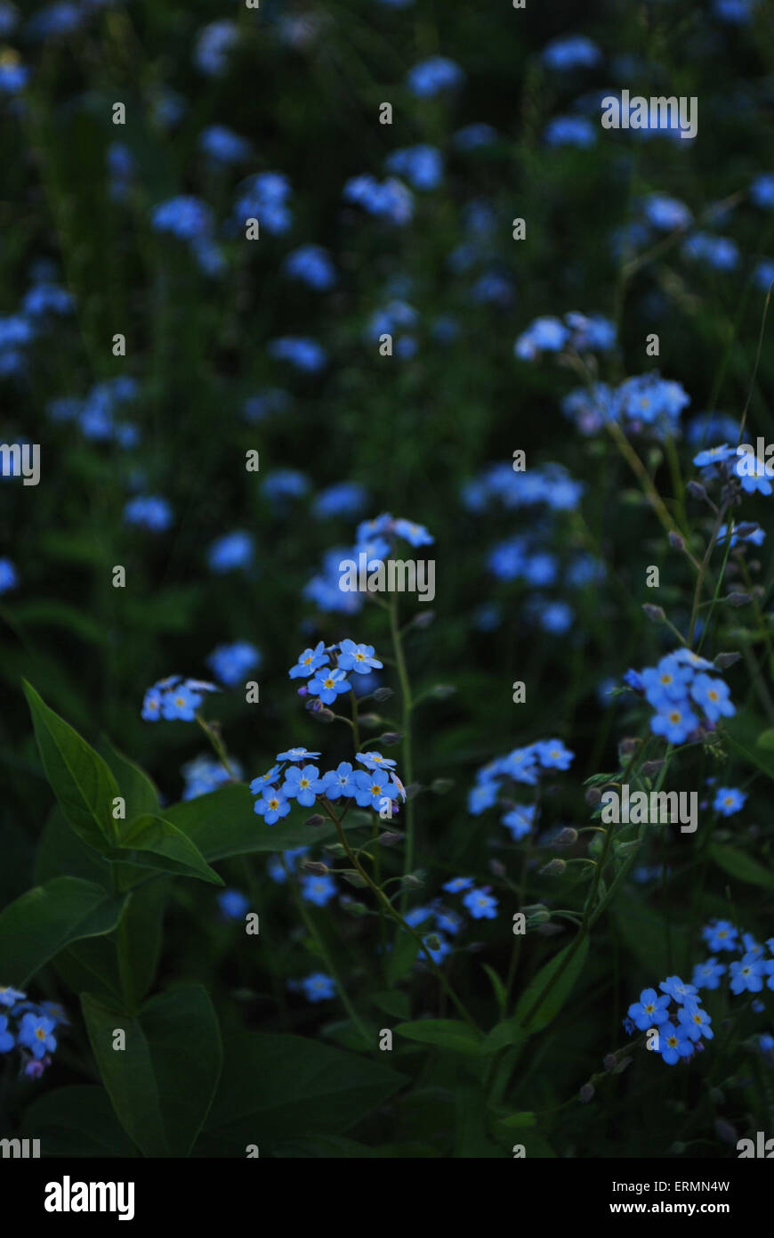 Blue flowers with yellow centre hi-res stock photography and images - Alamy