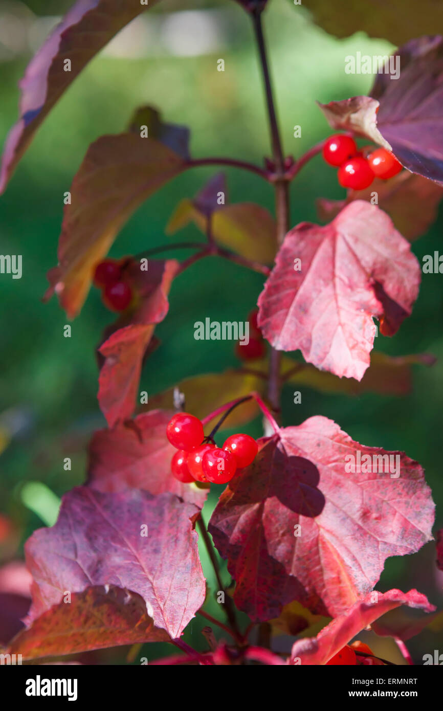 Close up of a Highbush Cranberry and leaves, Shungnak, Arctic Alaska, Autumn Stock Photo