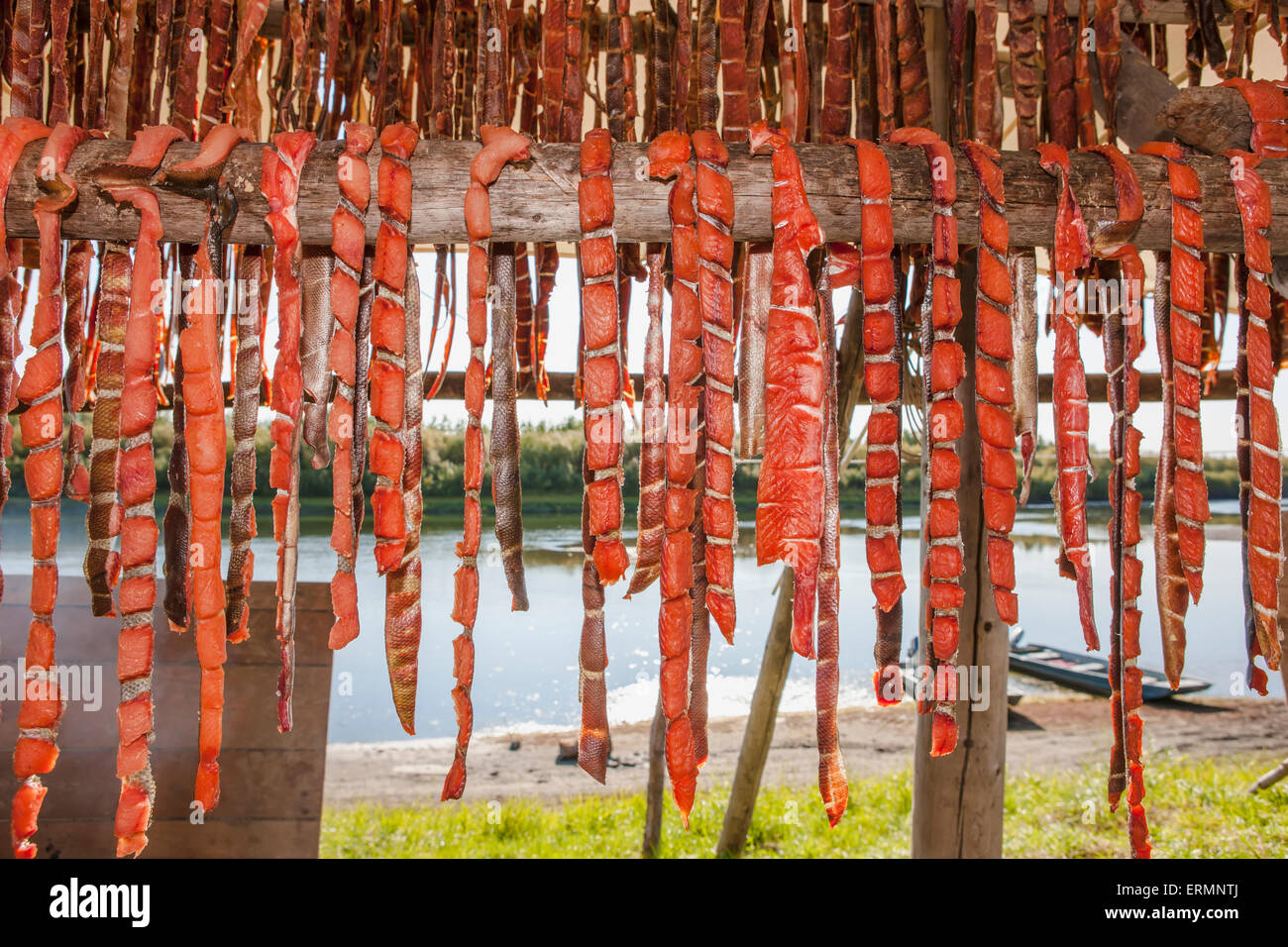 Chum salmon strips drying in a smoke house, Shungnak, Arctic Alaska, Summer Stock Photo