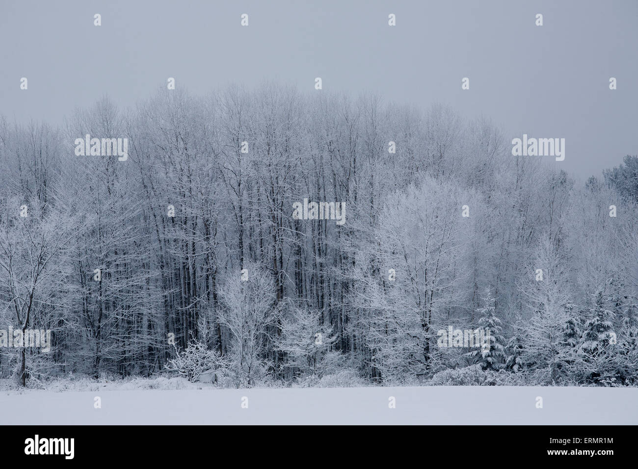 Snow covered forest; Bromont, Quebec, Canada Stock Photo Alamy