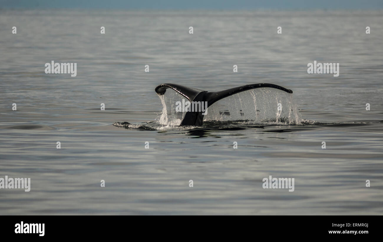 Water draining of the fluke of a Humpback Whale (Megaptera novaeangliae) in Prince William Sound, Alaska. Stock Photo