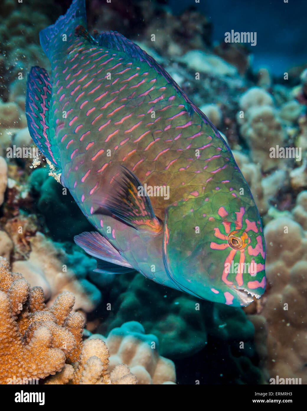 A terminal male Stareye Parrotfish (Calotomus carolinus); Kona, Island of Hawaii, Hawaii, United States of America Stock Photo