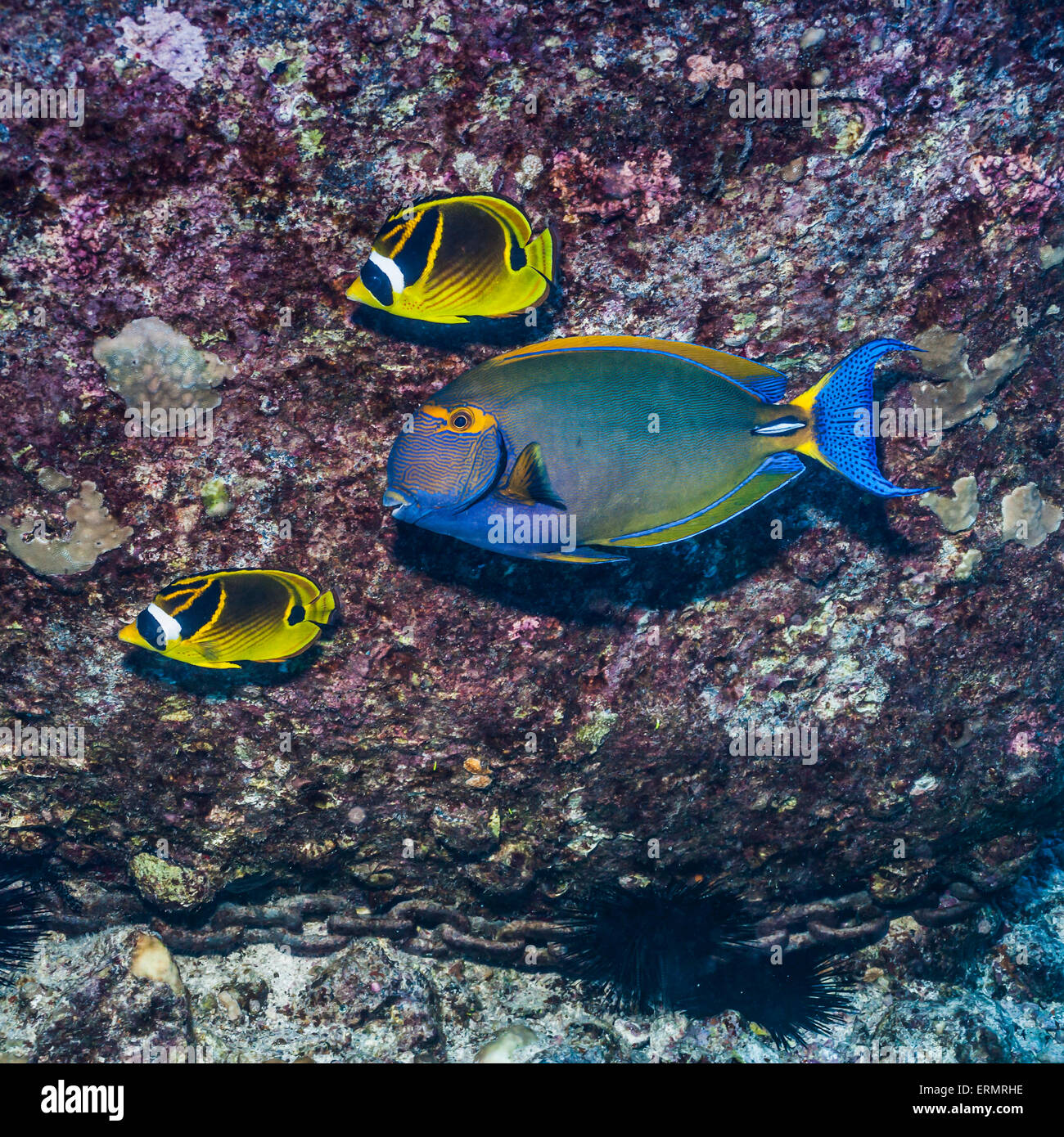 Hawaii,Wild,Surgeonfish,racoon butterfly fish Stock Photo