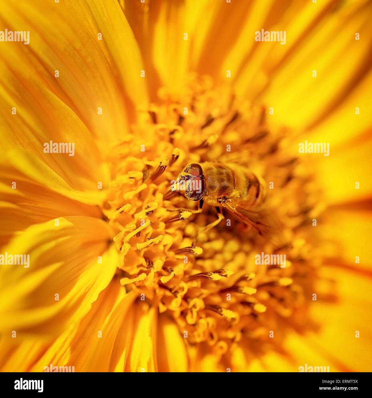 Beautiful little bee on a bright yellow gerbera flower, cute insect collects pollen from flower to honey, beauty of wild nature Stock Photo