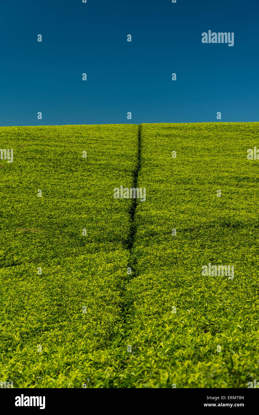 Walkways up hill through tea bushes on the Satemwa Tea Estate; Thyolo, Malawi Stock Photo