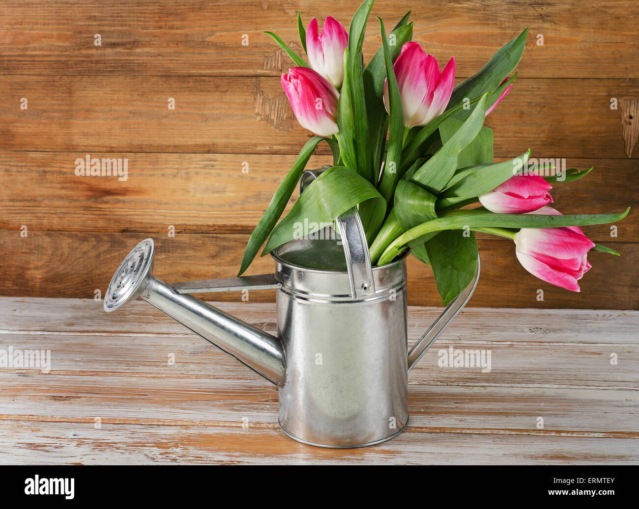 Bouquet of pink  tulips in watering can. Stock Photo
