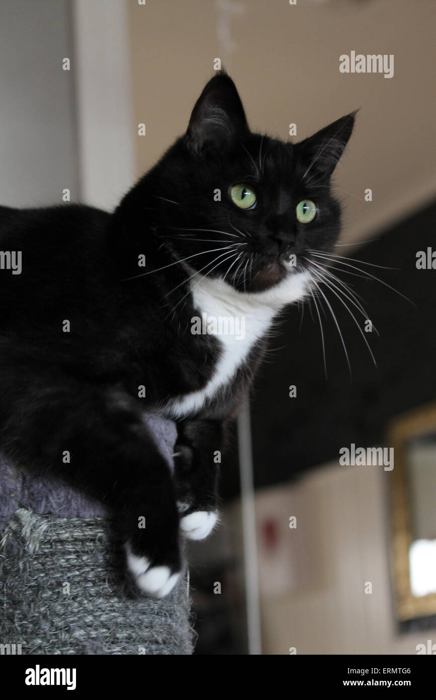 A black and white cat looking into the distance Stock Photo - Alamy