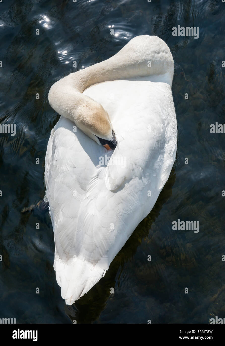 Photograph of a resting Mute Swan taken from an elevated position Stock Photo