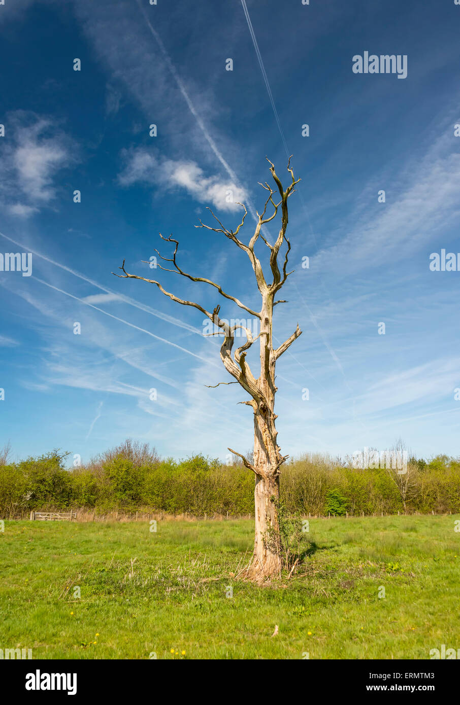 A dead tree standing alone in a field with multiple jet trails overhead