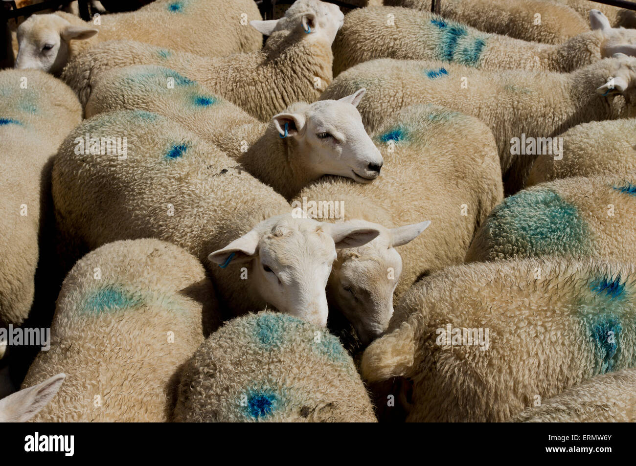 Sheep with blue markings on the wool at the market; Builth Wells, Powys