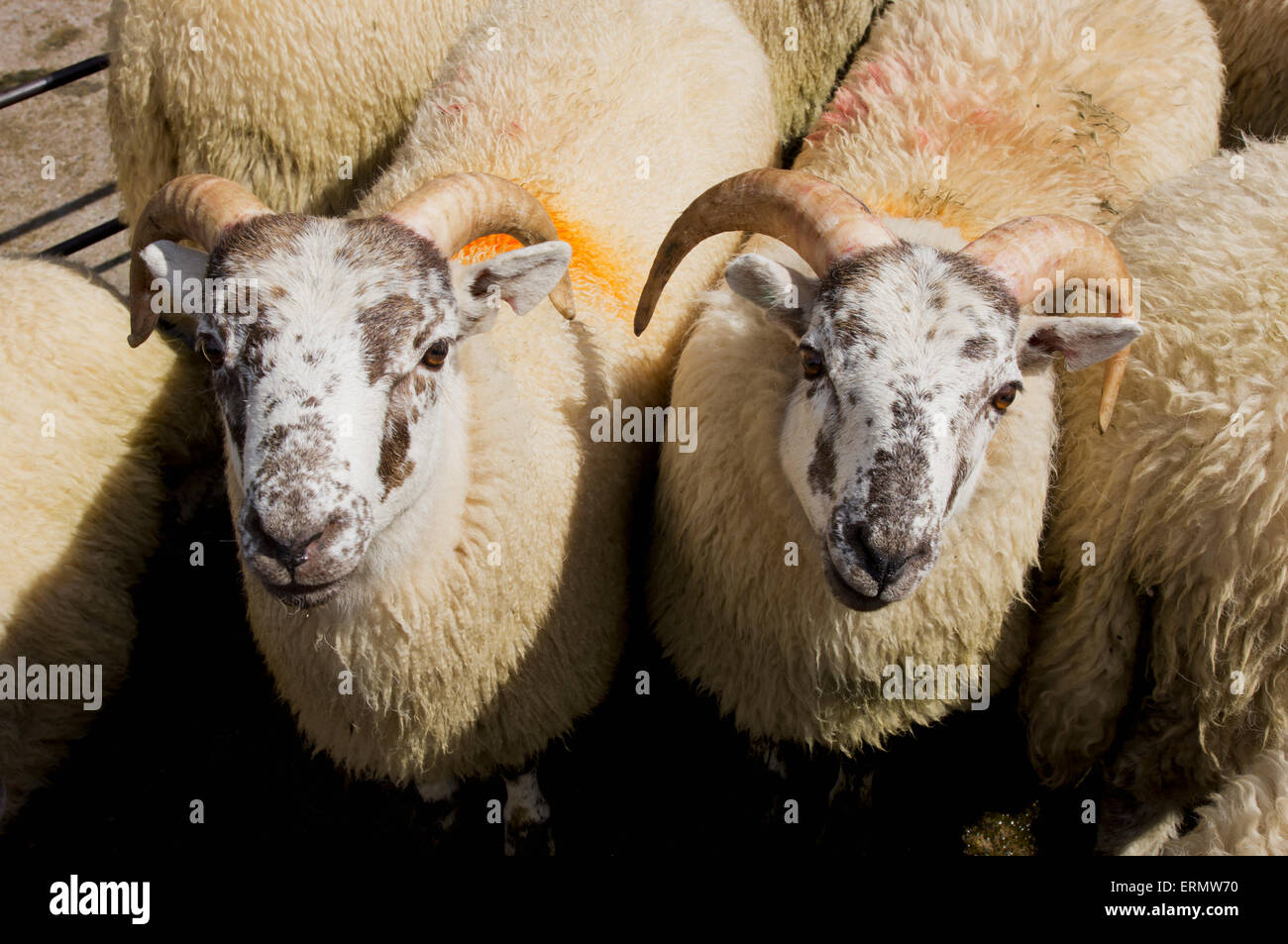 Sheep with markings on the wool at the market; Builth Wells, Powys