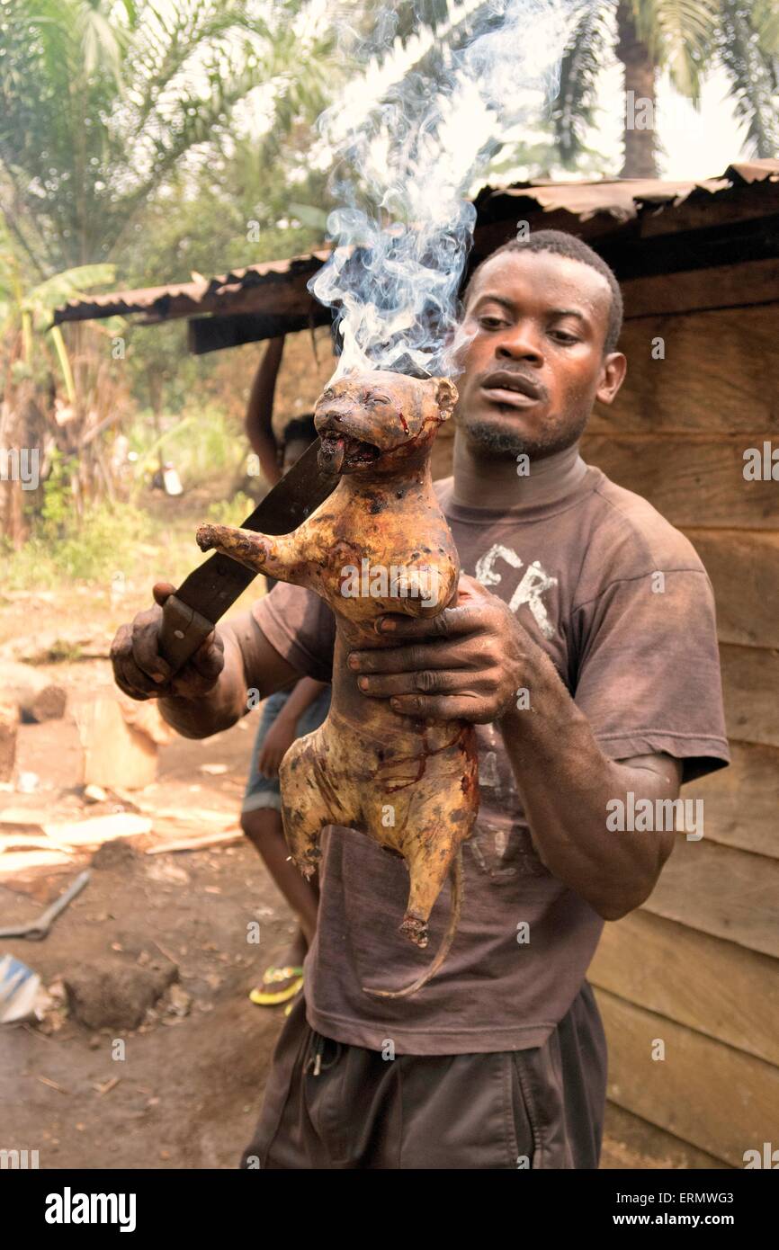 Local man preparing a Rusty-spotted Genet (Genetta maculata) as bushmeat, Mangamba, Littoral Province, Cameroon Stock Photo