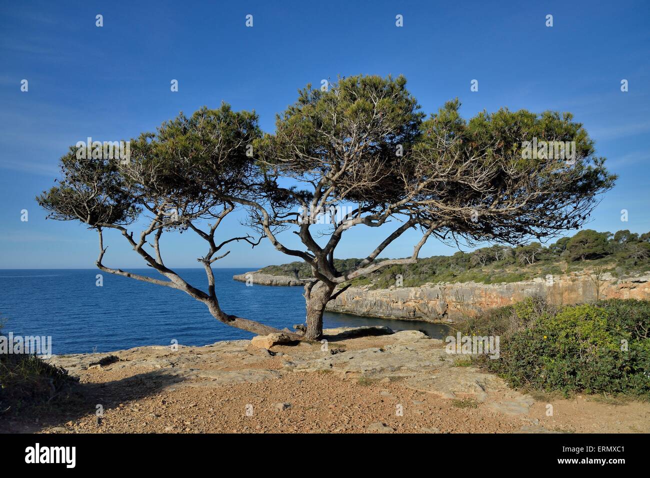 Pine tree, near Cala Pi, Majorca, Balearic Islands, Spain Stock Photo