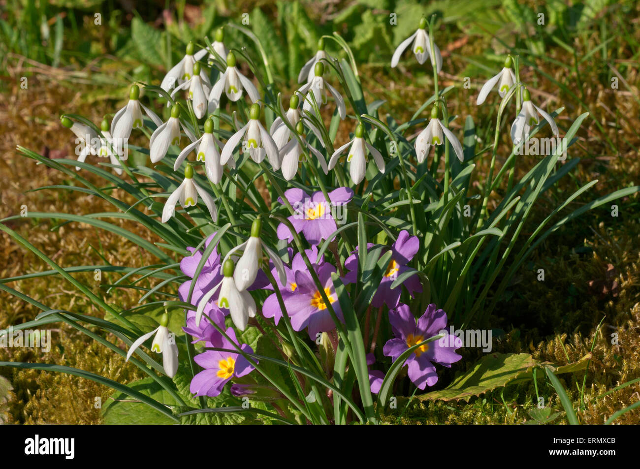 Snowdrops (Galanthus nivalis) and Common Primrose (Primula vulgaris), Baden-Württemberg, Germany Stock Photo