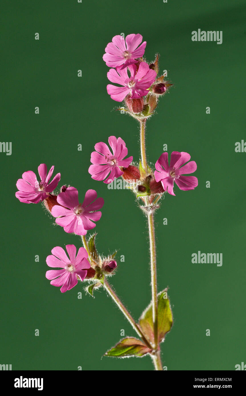 Red Campion (Silene dioica), Baden-Württemberg, Germany Stock Photo