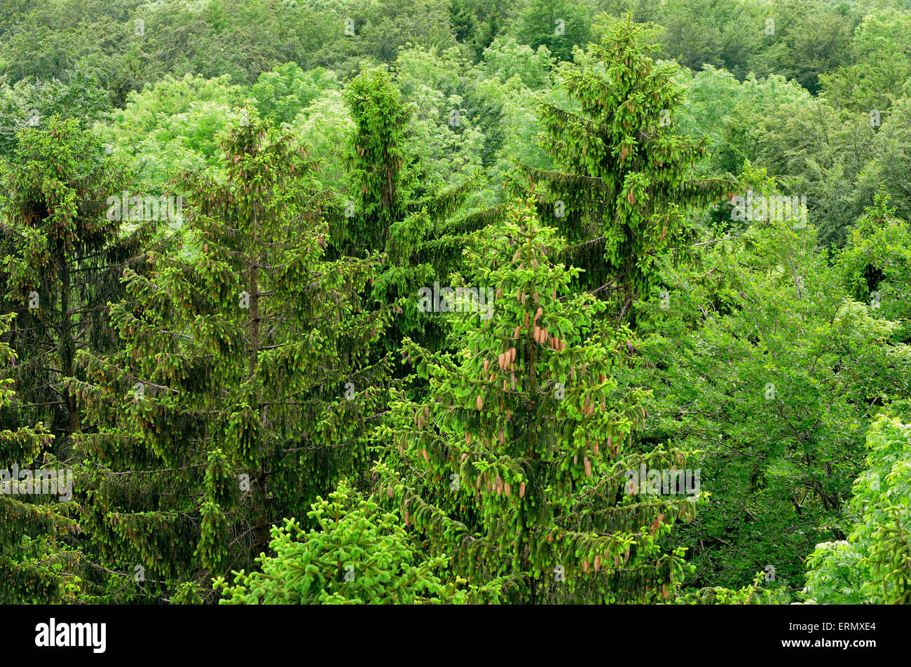 Aerial view of a mixed forest, spruce (Picea abies), beech (Fagus sylvatica) and wild cherry (Prunus avium), Baden-Württemberg Stock Photo