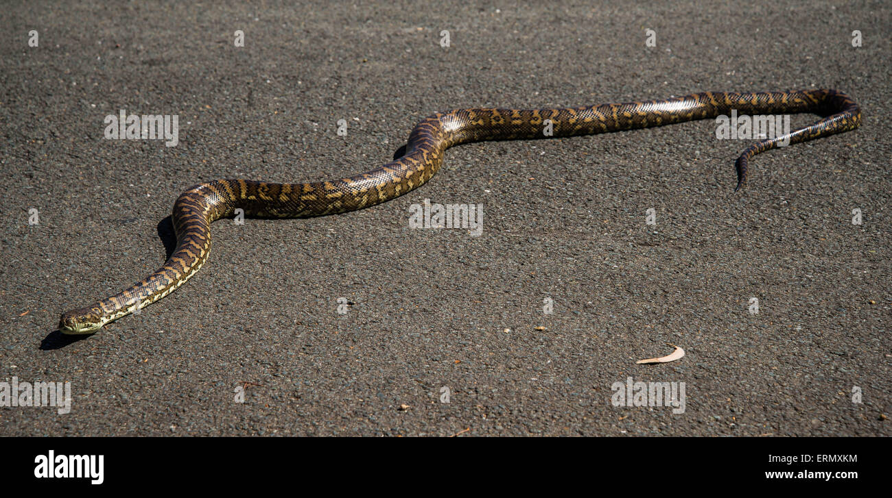 Carpet python hi-res stock photography and images - Alamy