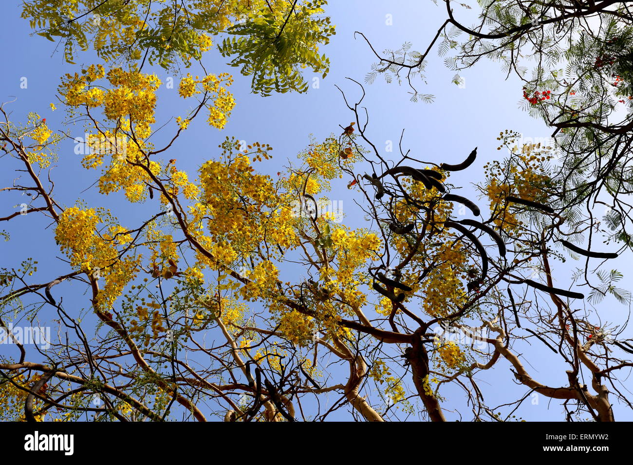 Cassia tree with seedpods in a residential compound, Saar, Kingdom of Bahrain Stock Photo
